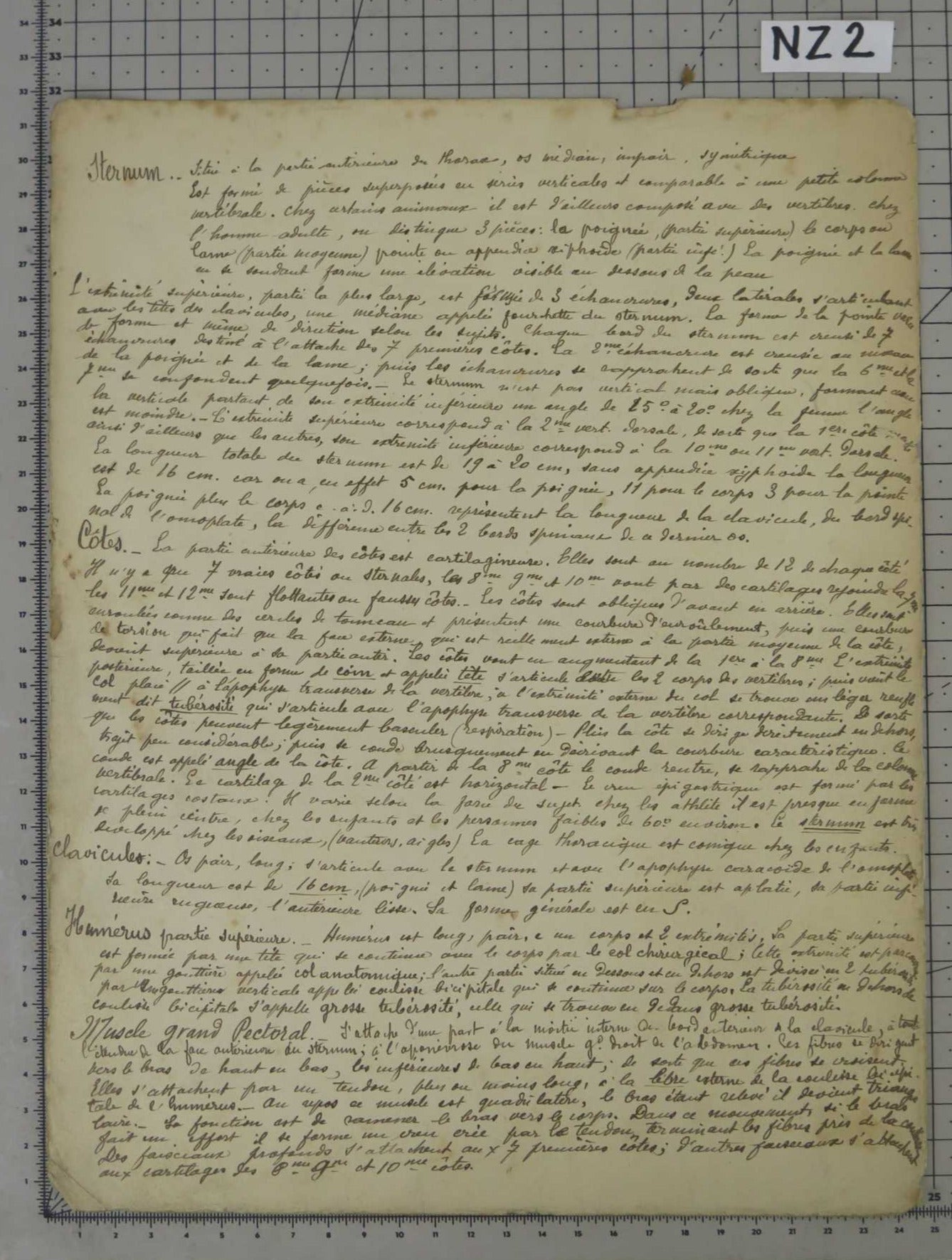 22 disegni antich anatomia corpo umano anatomia umana disegno originale fatto a mano