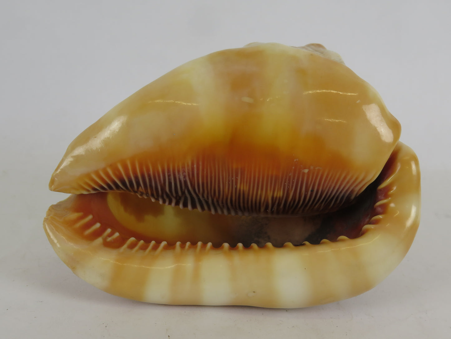 Conchiglia intagliata antica cammeo Italia inizio XX secolo vs14