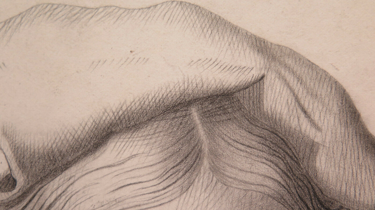 ANTIQUE DRAWING FEMALE PORTRAIT FRANCE 19th CENTURY ANTIQUE PAINTING OF YOUNG WOMAN BM53.3